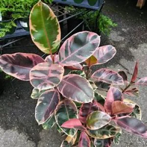 4" Ficus Rubber Ruby Red