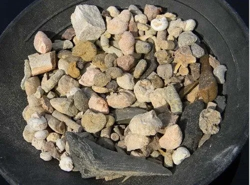 EXTREME GIANT Fossil & Mineral Excavation - Hundreds of REAL specimens!